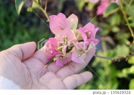 Hand holding pink Bougainvillea flower blooming in spring, displaying vibrant tropical ornamental beauty with fresh caring bracts in Thailand seasonal garden showcase of natural elegance. 135629328