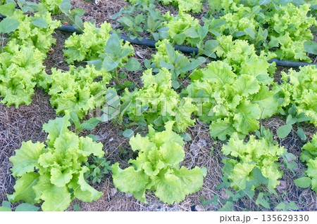 Fresh green lettuce plants growing in organic garden rows with straw mulch and drip irrigation, showcasing healthy agricultural cultivation for nutritious vegetable harvest. Fresh green lettuce plants growing in organic garden rows with straw mulch and drip irrigation, showcasing healthy agricultural cultivation for nutritious vegetable harvest. 135629330