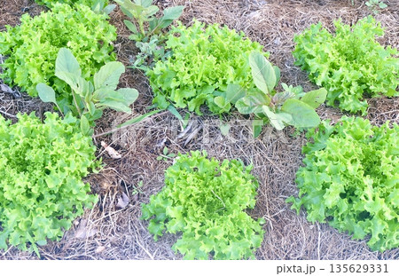 Organic green lettuce thriving in garden rows with straw mulch and drip irrigation, showcasing fresh healthy agricultural cultivation for nutritious sustainable vegetable production. 135629331