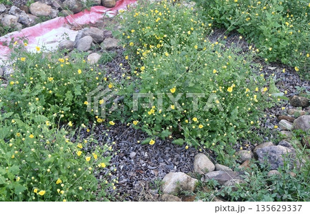 Small yellow Chrysanthemum flowers grow in garden, cultivated for harvesting tea leaves, dried for homemade herbal tea beverage, medicinal wellness, traditional Asian market sale. Small yellow Chrysanthemum flowers grow in garden, cultivated for harvesting tea leaves, dried for homemade herbal tea beverage, medicinal wellness, traditional Asian market sale. 135629337