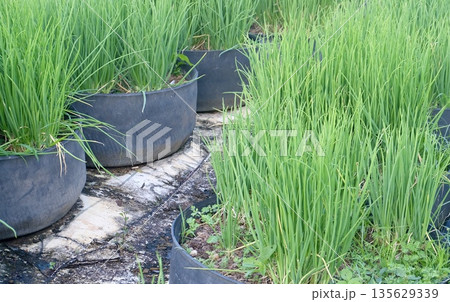 Green spring nions thriving in recycled tire pots, cultivated in a kitchen garden for culinary use, fresh aromatic leaves ready for cooking delicious homemade meals every day in homegarden setting Green spring nions thriving in recycled tire pots, cultivated in a kitchen garden for culinary use, fresh aromatic leaves ready for cooking delicious homemade meals every day in homegarden setting 135629339