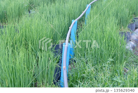 Green spring onions cultivated in kitchen garden with automatic irrigation system for culinary use and local market fresh produce sale daily organic homegarden harvest. Green spring onions cultivated in kitchen garden with automatic irrigation system for culinary use and local market fresh produce sale daily organic homegarden harvest. 135629340