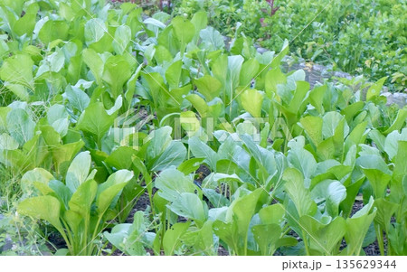 Fresh bok choy leaves thriving in an organic kitchen garden, showcasing lush green vegetable growth for healthy homegrown harvest in natural soil environment ready for culinary use daily produce. 135629344