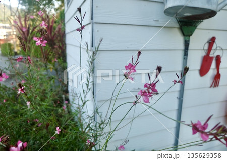 Pink Oenothera lindheimeri flowers bloom softly in a lush garden, displaying vibrant pink petals that create a delicate fragrant, natural beautiful outdoor floral showcase of exquisite botanical 135629358