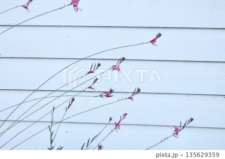 Delicate pink flowers bloom softly against a simple white wall, adding vibrant color and serene elegance to a tranquil peaceful outdoor garden scene. 135629359
