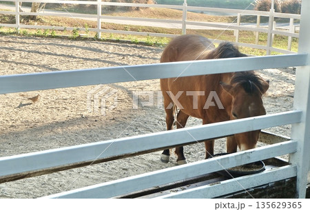 Brown pony with dark mane eats from metal trough in fenced farm enclosure outdoors with bird nearby in rustic countryside livestock nature setting. 135629365