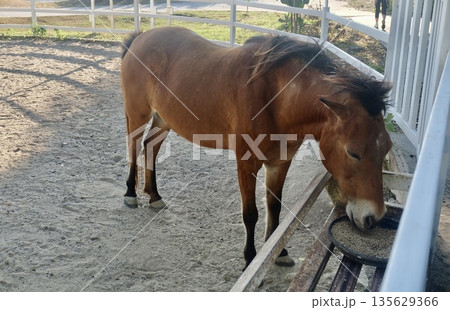 A brown dwarf pony is eating nutritious feed in a white fenced sandy enclosure, happily enjoying its daily meal routine with joyful contentment. A brown dwarf pony is eating nutritious feed in a white fenced sandy enclosure, happily enjoying its daily meal routine with joyful contentment. 135629366