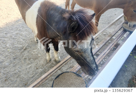 Dwarf brown pony eats nutritious feed in white fenced sandy enclosure, enjoying happy daily routine with joyful animal wellbeing in farm setting. Dwarf brown pony eats nutritious feed in white fenced sandy enclosure, enjoying happy daily routine with joyful animal wellbeing in farm setting. 135629367