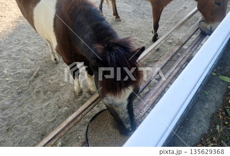 Miniature pony happily eats fresh feed inside cozy wooden stall enclosure daily joyful scene farm life cute animal. Miniature pony happily eats fresh feed inside cozy wooden stall enclosure daily joyful scene farm life cute animal. 135629368