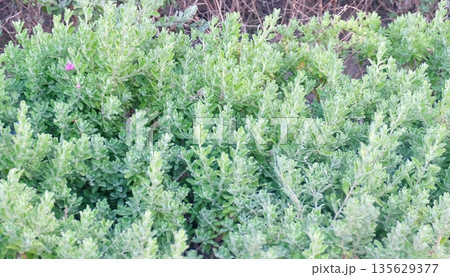 Dense green Leucophyllum Frutescens shrub with textured leaves and tiny pink flower, showcasing lush foliage in a natural outdoor garden setting with vibrant botanical beauty. 135629377