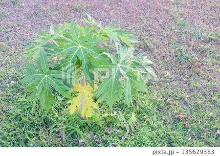 Lush green papaya seedling with broad leaves thrives in grassy field, showcasing tropical agriculture, natural growth, healthy outdoor botanical ecosystem and organic cultivation environment. 135629383