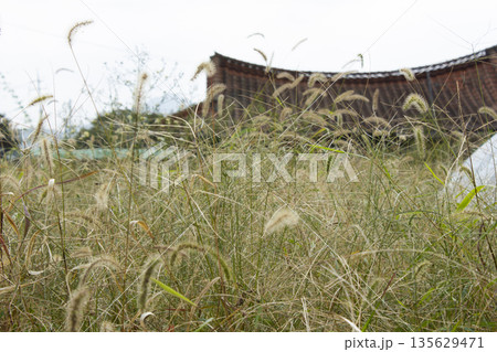 It is a meadow full of Setaria viridis. 135629471