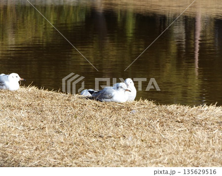 稲毛海浜公園浜の池に来た冬の渡り鳥ユリカモメ 135629516