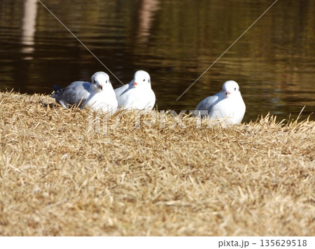 稲毛海浜公園浜の池に来た冬の渡り鳥ユリカモメ 稲毛海浜公園浜の池に来た冬の渡り鳥ユリカモメ 135629518
