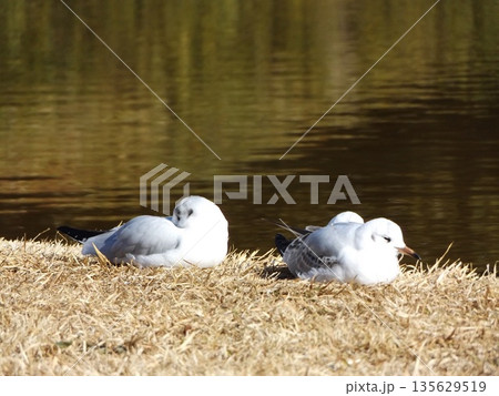 稲毛海浜公園浜の池に来た冬の渡り鳥ユリカモメ 135629519