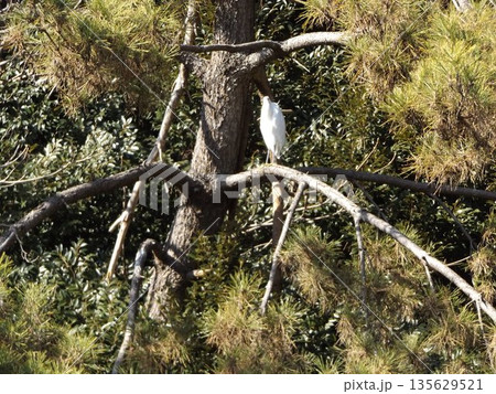 稲毛海浜公園松の木の上のダイサギ 135629521
