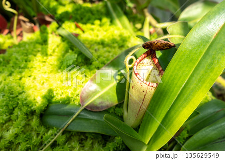Nepenthes carnivorous plant in Singapore Botanic Gardens 135629549