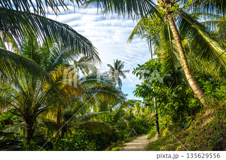 Palm lined path on Malenge Island, Togian Archipelago, Sulawesi, Indonesia Palm lined path on Malenge Island, Togian Archipelago, Sulawesi, Indonesia 135629556