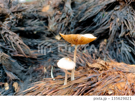 Wild Mushrooms Growing on Decaying Empty Oil Palm Fruit Bunches in Plantation 135629821