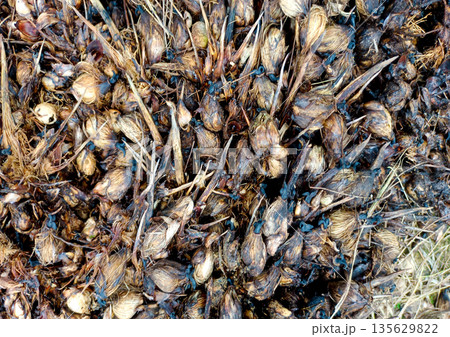 Texture of Decaying Oil Palm Kernels and Shells Waste Residue on Ground Texture of Decaying Oil Palm Kernels and Shells Waste Residue on Ground 135629822