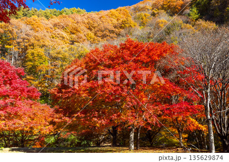 長野県上伊那郡箕輪町東箕輪 紅葉の名所もみじ湖(箕輪ダム)竹の尾広場付近の鮮やかなモミジ 長野県上伊那郡箕輪町東箕輪 紅葉の名所もみじ湖(箕輪ダム)竹の尾広場付近の鮮やかなモミジ 135629874
