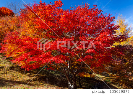 長野県上伊那郡箕輪町東箕輪 紅葉の名所もみじ湖(箕輪ダム)竹の尾広場付近の鮮やかなモミジ 長野県上伊那郡箕輪町東箕輪 紅葉の名所もみじ湖(箕輪ダム)竹の尾広場付近の鮮やかなモミジ 135629875