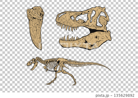 霸王龍化石套裝 霸王龍化石套裝 135629892