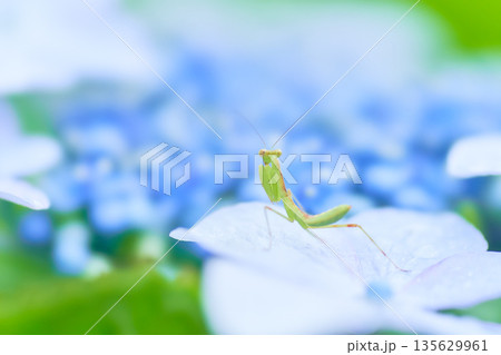 水色のガクアジサイの花の上に一匹の小さなカマキリ 135629961