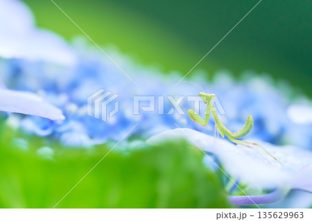 水色のアジサイの花の上に一匹の小さなカマキリ 135629963