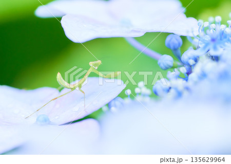 水色のアジサイの花の上に一匹の小さなカマキリ 135629964