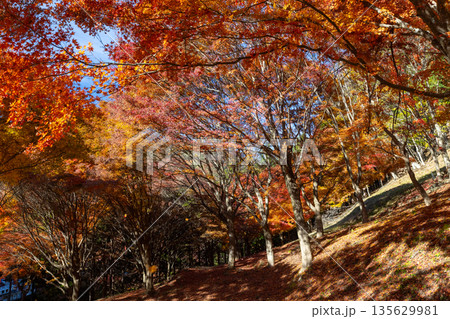 長野県上伊那郡箕輪町東箕輪　紅葉の名所もみじ湖（箕輪ダム）竹の尾広場の鮮やかなモミジのトンネル 135629981