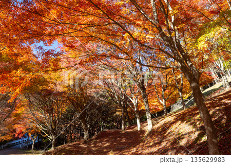 長野県上伊那郡箕輪町東箕輪 紅葉の名所もみじ湖(箕輪ダム)竹の尾広場の鮮やかなモミジのトンネル 長野県上伊那郡箕輪町東箕輪 紅葉の名所もみじ湖(箕輪ダム)竹の尾広場の鮮やかなモミジのトンネル 135629983