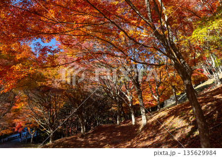 長野県上伊那郡箕輪町東箕輪　紅葉の名所もみじ湖（箕輪ダム）竹の尾広場の鮮やかなモミジのトンネル 135629984