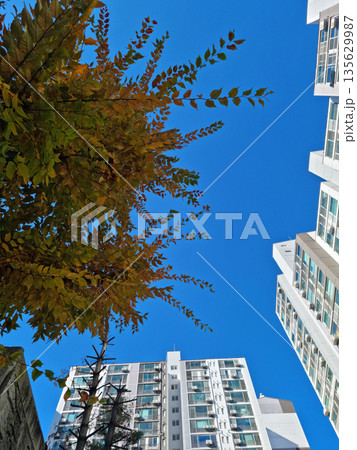 It's an autumn tree and an apartment. 135629987
