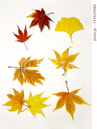 These are maple leaves of various colors. 135629988