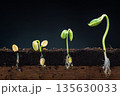 Seed germination stages with roots and shoots emerging from dark soil on a black background 135630033