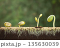 Seedlings emerging from soil with roots visible, green background, nature growth concept 135630039