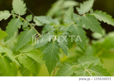 Close up of green leaves from young vegetable seedlings. Fresh seedling foliage representing natural growth Close up of green leaves from young vegetable seedlings. Fresh seedling foliage representing natural growth 135630055