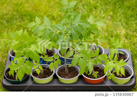 Home grown seedlings prepared for outdoor planting. Home grown eco vegetable seedlings ready for planting Home grown seedlings prepared for outdoor planting. Home grown eco vegetable seedlings ready for planting 135630067