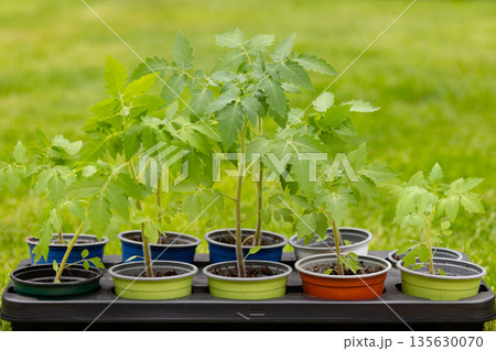 Home gardening with young vegetable seedlings. Home grown eco vegetable seedlings ready for planting 135630070