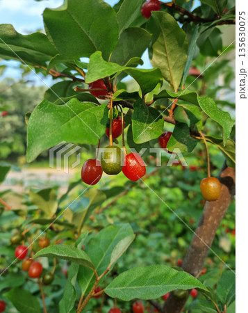 Ripe Autumn Olive Berries (Elaeagnus Umbellata) growing on a branch . oleaster 135630075
