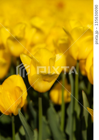 Field of tulips, closeup of colorful fresh spring growth as a nature background Field of tulips, closeup of colorful fresh spring growth as a nature background 135630090