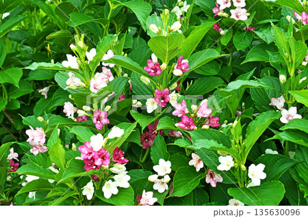 カラフルな色のハコネウツギの花(春、五月) カラフルな色のハコネウツギの花(春、五月) 135630096