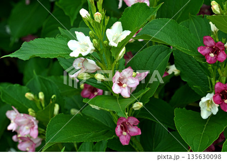 ハコネウツギの花（春、五月） 135630098