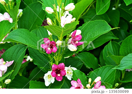 紫色のハコネウツギの花(春、五月) 紫色のハコネウツギの花(春、五月) 135630099