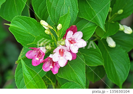 白いハコネウツギの花（春、五月） 135630104