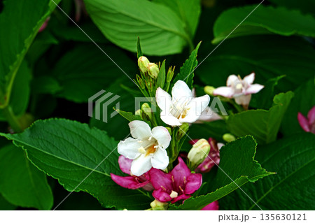 白いハコネウツギの花（春、五月） 135630121