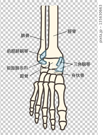 Front view of the foot skeleton, ankle joints and major ligaments 135630663