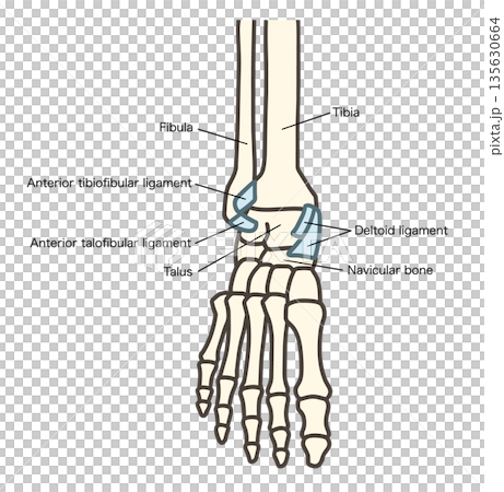 前面から見た足の骨格・足関節と主要な靱帯 前面から見た足の骨格・足関節と主要な靱帯 135630664