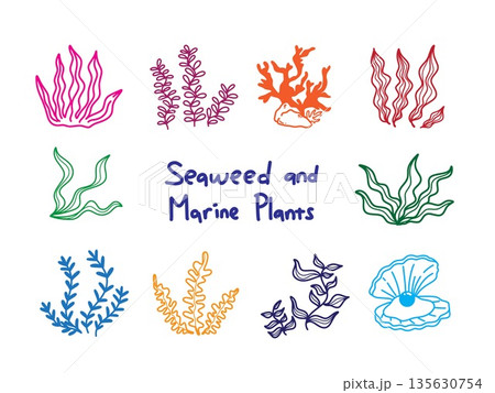 Seaweed and Marine Plants Doodle Illustration Hand Drawn Ocean Vegetation Underwater Flora Design Element 135630754